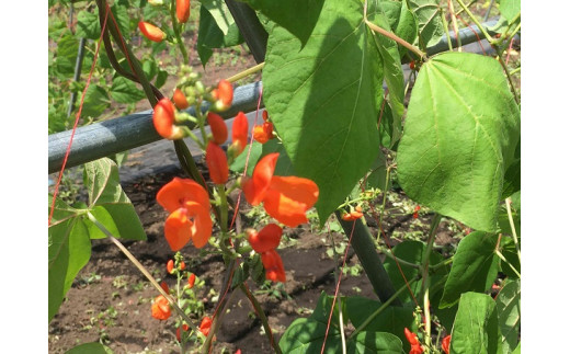 尾瀬の郷 花豆アイス12ヶ入り 群馬県片品村 ふるさと納税 ふるさとチョイス