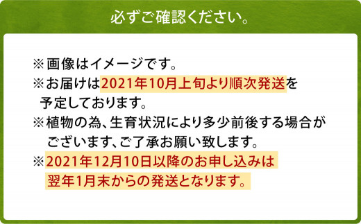 21年10月上旬より順次発送 ユリ球根 鉄砲ユリセット 3種 15球 宮崎県えびの市 ふるさと納税 ふるさとチョイス