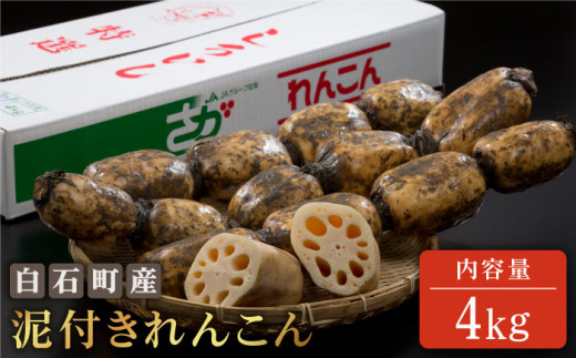 レンコンの名産地 白石町産 泥付きれんこん 4kg 佐賀県農業協同組合 Iak015 佐賀県白石町 ふるさと納税 ふるさとチョイス