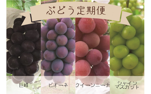 E 108 よくばり4種 贅沢ぶどう 定期便 Ksb 山梨県甲州市 ふるさと納税 ふるさとチョイス