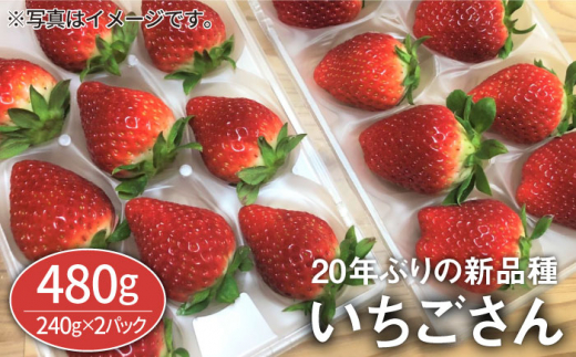 【先行予約】【農家直送】いちごさん（240g×2パック）【StrawberryFarm-K】 [IBJ001]