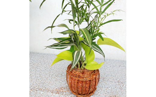 ミニグリーン 寄せ植え Bring Green ガラス瓶植え 観葉植物 植物 インテリア 熊本県菊池市 ふるさと納税 ふるさとチョイス ミニグリーン 寄せ植え Bring Green ガラス瓶植え 観葉植物 植物 インテリア 熊本県菊池市 ふるさと納税 ふるさとチョイス