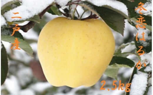 【2022年12月6日以降順次発送予定】二戸産　高級りんご　カシオペア冬恋はるか  約2.5㎏