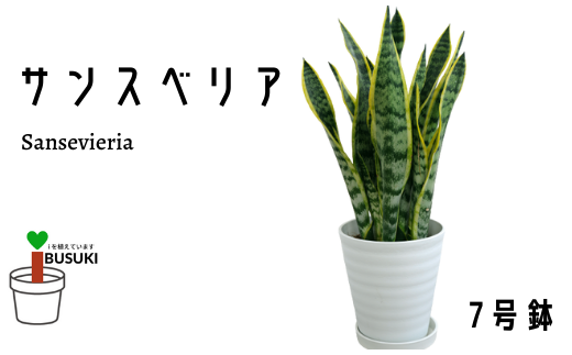 観葉植物 サンスベリア7号 泉都 鹿児島県指宿市 ふるさと納税 ふるさとチョイス