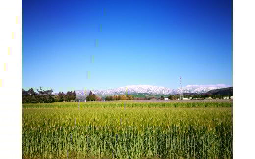 アイテムID:369161の画像3枚目
