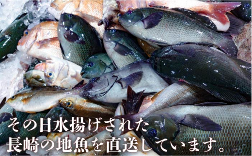 長崎漁港発！長崎近海産鮮魚セット（小）＜大将農園＞ [LCS007]