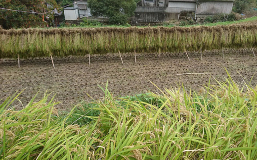 長崎県産 棚田もち米天日掛け干し サイワイモチ 5Kg （令和5年産）長崎