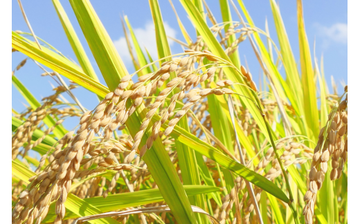 米 青天の霹靂 10㎏ 青森県産 【特A 一等米】（精米・5kg×2袋） / 青森