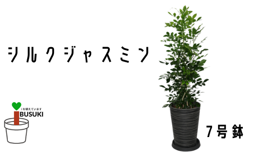 観葉植物 シルクジャスミン7号 いぶすき農業協同組合 鹿児島県指宿市 ふるさと納税 ふるさとチョイス