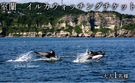ふるさと納税 知床羅臼観光船はまなすオリジナル 白シャチ（小