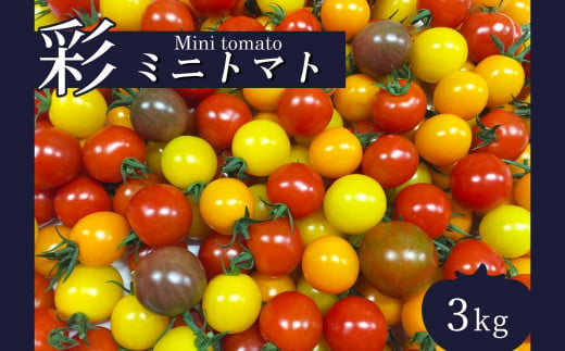 サザキ農園　ミニトマト彩りセット（丸型）　3kg 329407 - 熊本県玉名市