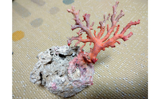 海の秘宝珊瑚：珊瑚の原木06 786278 - 高知県宿毛市
