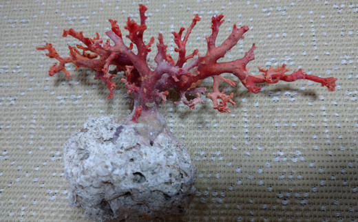 海の秘宝珊瑚：珊瑚の原木05