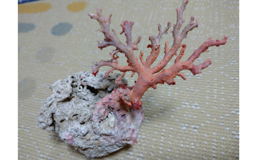 海の秘宝珊瑚：珊瑚の原木06 - 高知県宿毛市｜ふるさとチョイス