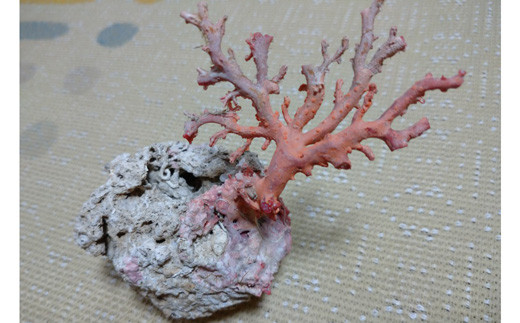 海の秘宝珊瑚：珊瑚の原木06 - 高知県宿毛市｜ふるさとチョイス ...