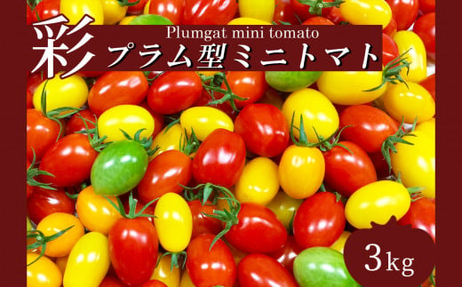 サザキ農園　ミニトマト彩りセット（プラム型）　3kg 329430 - 熊本県玉名市