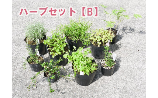 Bs035 ハーブセットb 花 苗 植物 家庭菜園 花壇 プランター ガーデニング 佐賀県みやき町 ふるさと納税 ふるさとチョイス