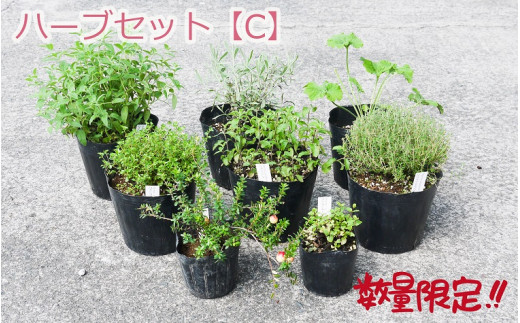 Bs036 ハーブセットｃ 限定10セット 花 苗 植物 家庭菜園 花壇 プランター ガーデニング 佐賀県みやき町 ふるさと納税 ふるさとチョイス