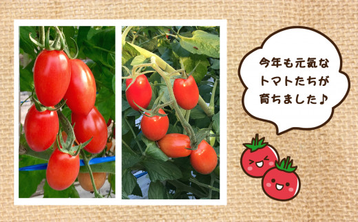 サザキ農園 ミニトマト アイコ 3kg - 熊本県玉名市｜ふるさとチョイス ...