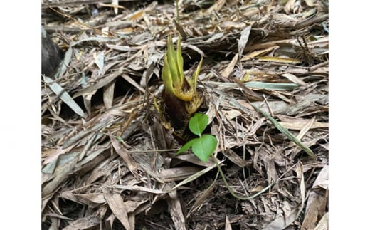 No 146 タケノコ 筍 たけのこ 野菜 千葉県 特産品 千葉県山武市 ふるさと納税 ふるさとチョイス