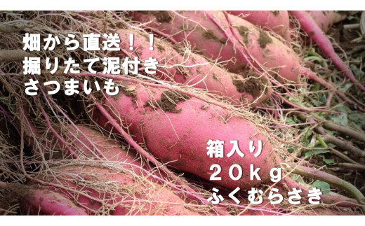 BZ-26 【先行予約】2023年度産 約20kg箱入りサツマイモ（ふくむらさき） 1017717 - 茨城県行方市