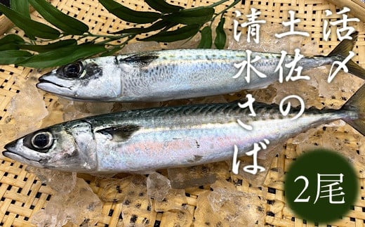 活〆土佐の清水さば（2尾） ブランドゴマサバ  鯖 鮮魚 刺身 直送【R00246】