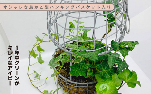 1年中グリーンがキレイなアイビー ヘデラ オシャレな鳥かご型ハンキングバスケット入り どんどん良くなる Fcf008 佐賀県吉野ヶ里町 ふるさとチョイス ふるさと納税サイト