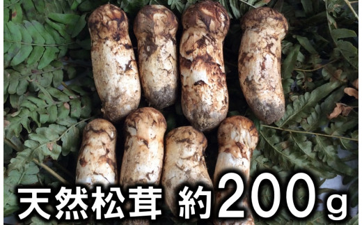 期間限定】岩手県産 天然松茸 約200ｇ 北三陸 【数量限定】 国産 訳