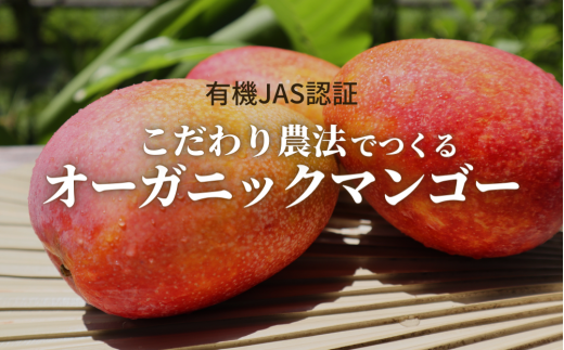 【有機JAS認証】オーガニックマンゴー1kg（2～3玉）【2022年7月発送】
