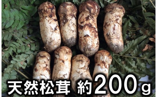 【期間限定】岩手県産 天然松茸 約200ｇ 北三陸 【数量限定】 国産 訳あり 小さめ コロ