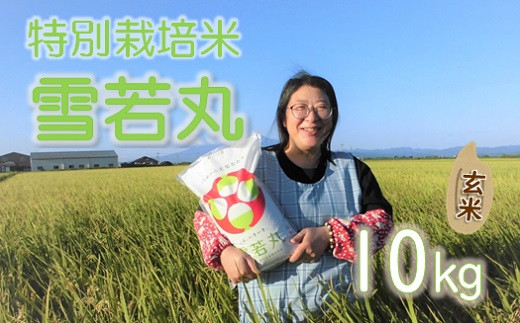 【令和6年産・玄米】小野寺農園の特別栽培米雪若丸10kg