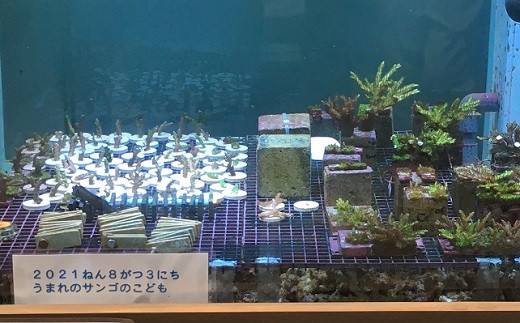 サンゴの苗の水槽