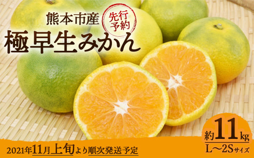 先行予約」 熊本市産 極早生 みかん 約11kg（L～2Sサイズ） ※2021年11