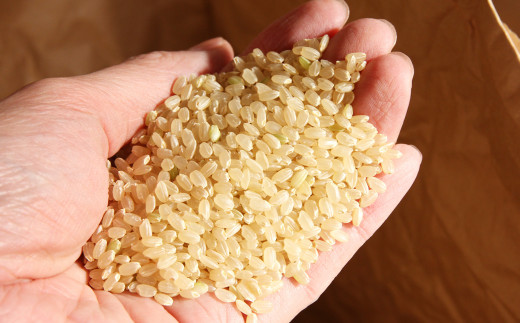 令和4年度産 熊本県産 自然栽培米 稲本一号 玄米 30kg