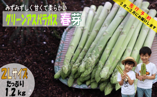 【先行予約】　朝採り直送　春芽グリーンアスパラガス（2L）１.2kg　BT02