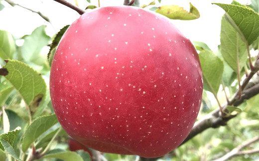 秋の味覚 つめ合わせ セット 約5kg 3種類以上 梨 りんご 柚子 ラ・フランス 柿