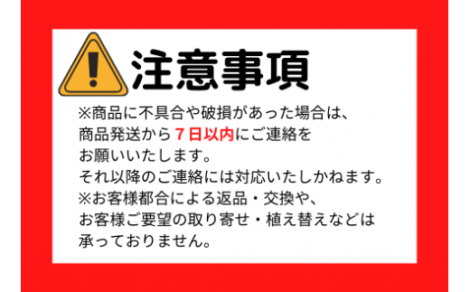 【観葉植物】クテナンテ・リュベルシアナ7号(鎌ヶ迫園芸場/021-1396) 南国鹿児島県で育った 観葉植物！植物 鉢付 インテリア 室内 オフィス  おしゃれ プレゼント ギフト 開店祝い 移転祝い マイナスイオン【配送不可地域：北海道・沖縄県・離島】