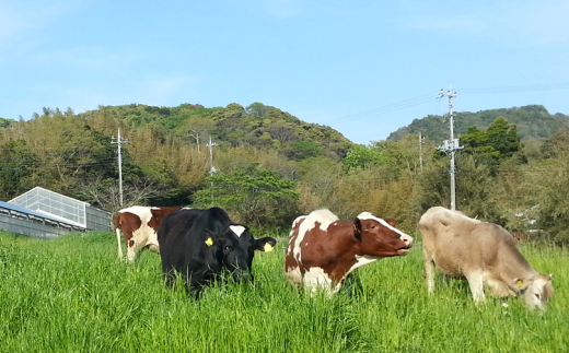 自由に行動できる近藤牧場に牛たちも大喜び！