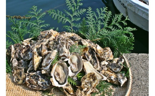 リアス式海岸の伊万里湾から、滋味豊かな牡蠣を4kgお届けします。