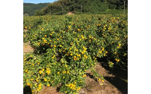 土佐の高知のくだもの畑 みかん 家庭用 ５ A 225 高知県香南市 ふるさと納税 ふるさとチョイス