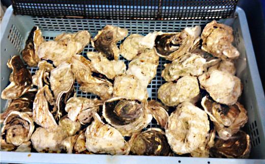 大村湾産 殻付き 小牡蠣 (加熱用) Cセット 4kg