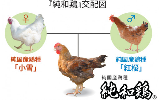 純和鶏は「小雪」と「紅桜」を交配して生まれた純国産の鶏種です