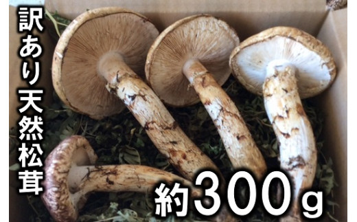 っています 岩手県産 わけあり松茸の通販 by KOSODE marine garden ...