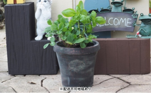 [№5656-1910]ハーブ 3種の寄せ植え（テラコッタ鉢 20cm）※配送不可：沖縄：離島