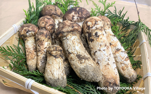 G-1 朝採りの香り高い信州産「松茸」 約300g - 長野県豊丘村