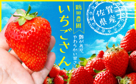 伊万里産「 いちごさん 」　250ｇ ×２パック　～鶴田農園～ B570 1226502 - 佐賀県伊万里市