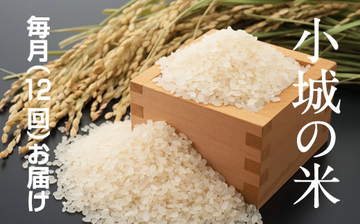米/穀物平成30年度 ひのひかり20㎏