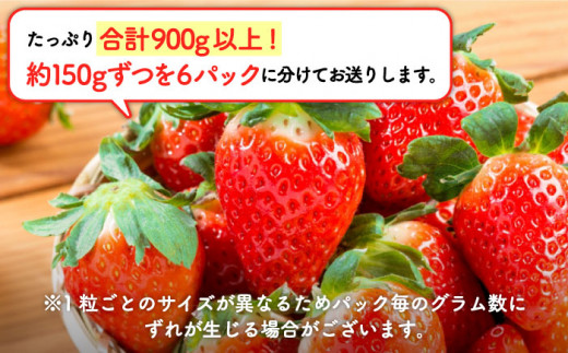 産地直送 白石産いちご さがほのか 約150g 6パック 計900g以上 Izz012 佐賀県白石町 ふるさと納税 ふるさとチョイス