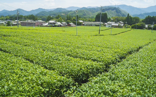 お茶は、三重県産のブランド茶『伊勢茶』を使用！
豊かで上質な香味とビターな味が特徴です。