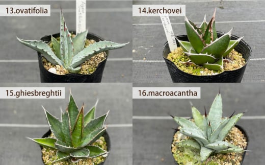 【数量限定】 実生 アガベ 17点 長与町/アグリューム [EAI057] 観葉植物 アガベ 多肉植物 苗